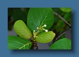 Helengeli 061